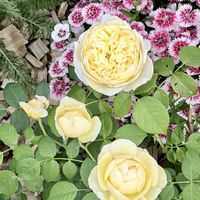 イングリッシュローズ,ダイアンサス(なでしこ),ダイアンサス(なでしこ),✨今日のお花✨,DA シャーロットの画像