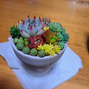 多肉植物,多肉寄せ植え,エケベリア属,タニラーの画像