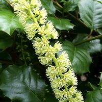 イテア・イリキフォリア,植栽,中国原産,常緑小高木,東京都農林総合研究センターの画像