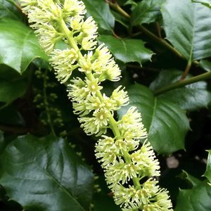 イテア・イリキフォリア,植栽,中国原産,常緑小高木,東京都農林総合研究センターの画像