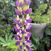 ルピナス,ルピナス♡,再開花！,頑張ってくれてありがとうの画像