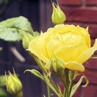 黄色い薔薇,お散歩,黄色いバラ,花のある暮らし,横浜イングリッシュガーデンの画像