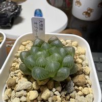 ハオルチア,北海道,多肉成長記録,多肉植物初心者,GS繋がりの画像