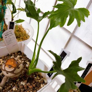 フィロデンドロン・セローム,セローム,子株,観葉植物,成長記録の画像