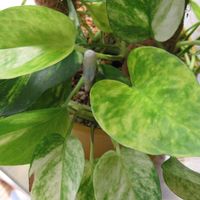 ポトス,ポトス・ハッピーデー,観葉植物,癒し,インテリアグリーンの画像