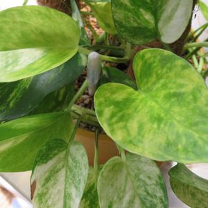 ポトス,ポトス・ハッピーデー,観葉植物,癒し,インテリアグリーンの画像
