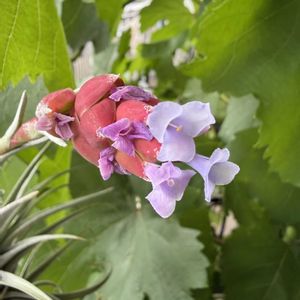 チランジア,エアプランツの画像