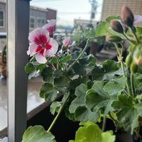 寄せ植え,ガーデニング,カラーリーフ,ベランダの画像