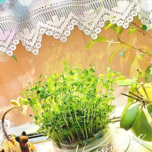 ガジュマル,朧月,豆苗,ハートホヤ,水耕栽培の画像