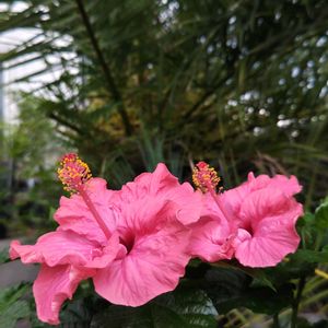 ハイビスカス,ヤシの木,フェニックス,観葉植物,ガーデニングの画像