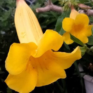 ヒメアリアケカズラ,鉢植え,植えっぱなし,梅雨,毎年咲くの画像