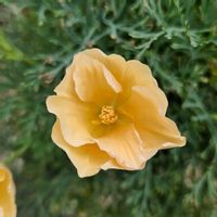 カリフォルニアポピー,カリフォルニアポピー ピーチソーベット,鉢植え,明るい日陰,プランターの画像