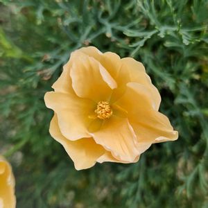 カリフォルニアポピー,カリフォルニアポピー ピーチソーベット,鉢植え,明るい日陰,プランターの画像