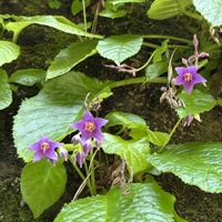 イワタバコ,イワタバコ,山野草,鎌倉の画像