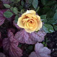ベビーサンローズ,ミニバラ,カリシア,多肉植物,ピンクの花の画像