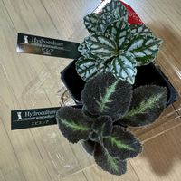 ピレア・カディエレイ,エスピシア・リラキナ,観葉植物,ハイドロカルチャー,お買い物の画像