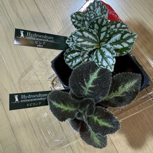 ピレア・カディエレイ,エスピシア・リラキナ,観葉植物,ハイドロカルチャー,お買い物の画像