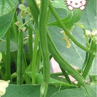 つるなしインゲン,インゲン,プランター栽培,つるなしインゲンの栽培,種蒔きからの栽培の画像
