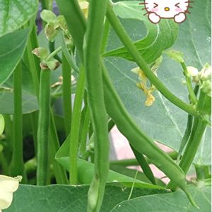 つるなしインゲン,インゲン,プランター栽培,つるなしインゲンの栽培,種蒔きからの栽培の画像