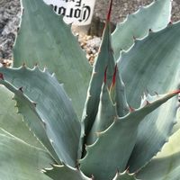 ハオルチア,多肉植物,ユーフォルビア,agave,アロエ属の画像