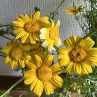 春菊,イトバハルシャギク,山野草,GSのみなさんに感謝♡,幸せの黄色いお花の画像