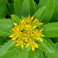 キリンソウ,筑波実験植物園,GSに感謝。,植物観察,植物散策の画像
