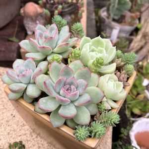 多肉植物,多肉寄せ植え,エケベリア属,多肉大好き,多肉植物 エケベリアの画像