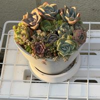 多肉植物,寄植えの画像