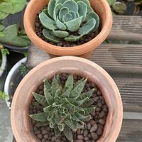 エケベリア,エケベリア,アリスタータ,アリスタータ,多肉植物の画像