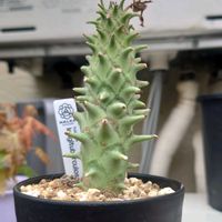 ユーフォルビア ロンギツベルクローサ,多肉植物,ユーフォルビア,多肉生活,珍奇植物の画像
