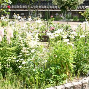エキナセア,アスチルベ,ガーデニング,花のある暮らし,庭の宿根草の画像