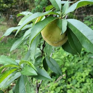 モモ,無農薬,桃,家庭菜園,畑の画像