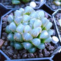 ハオルチア,ハオルチア オブツーサ,多肉植物,ハオルチア属,多肉大好きの画像