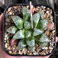 ハオルチア,ハオルチア 'GMX B01',多肉植物,ハオルチア属,ハオルシア属     の画像