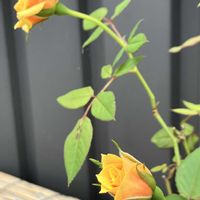 ツメレンゲ,爪蓮華,バラ,天狗の舞,パープルへイズの画像
