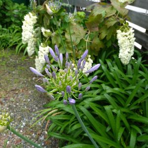 アガパンサス,季節の花,お隣の庭,フェンスの画像