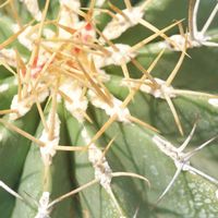 ハオルチア,多肉植物,観葉植物,塊根植物,サボテン科の画像