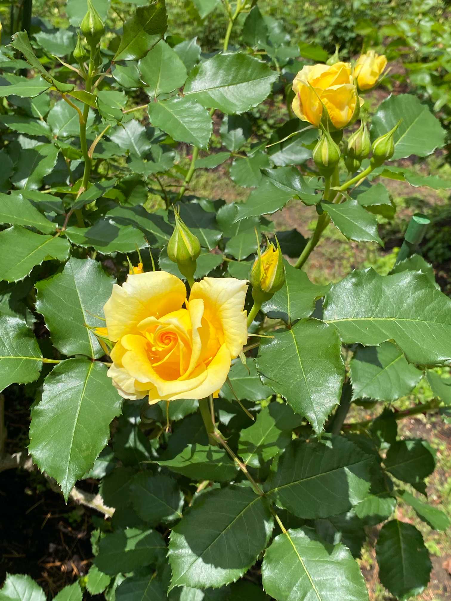 金沢南総合運動公園 バラ園｜🍀GreenSnap（グリーンスナップ）