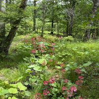 クリンソウ,白樺,ジンヨウイチヤクソウ?,山野草,クリンソウ群生地の画像