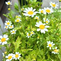 ノースポール,花のある暮らし,緑のある暮らし,ベランダの画像