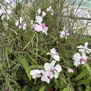 温室,蘭,砺波市エレガガーデンの画像