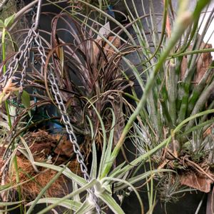 チランジア,観葉植物,エアープランツ/チランジア,草,窓辺の画像