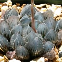ハオルチア,ハオルチア,多肉植物,ハオルチア属,透明な窓の画像