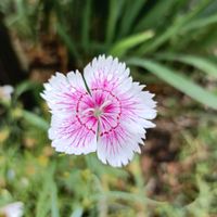 ナデシコ,かわいい,開花,癒し,種からの画像