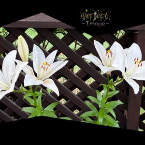 ユリ,ウッドデッキ,花のある暮らしの画像