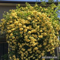 モッコウバラ,黄モッコウバラ,手作りの庭,花のある暮らし,過去picの画像