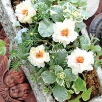 マツバボタン,寄せ植え,可愛い,庭の花,癒しの画像