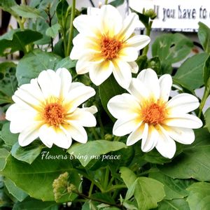 ダリア,寄せ植え,可愛い,庭の花,癒しの画像