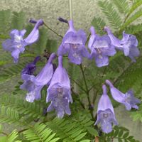ジャカランダ,地植え,開花,紫の花,緑が好きの画像