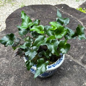 ヤブソテツ,シダ植物,古典園芸植物,古典園芸,古典植物の画像